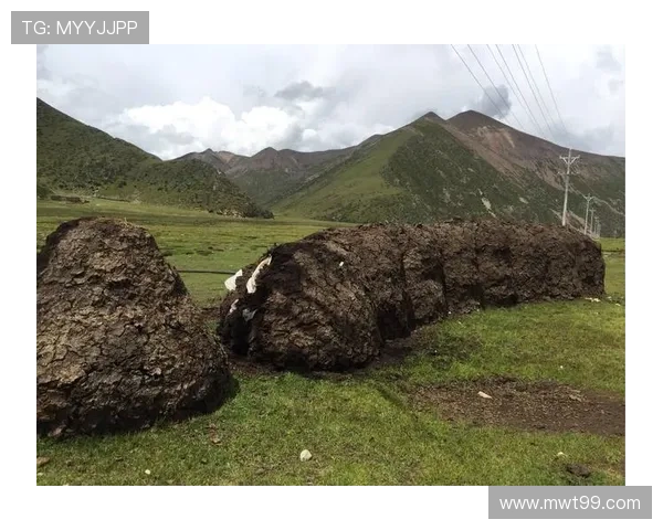 奥多伊：四任主帅考验下的适应挑战